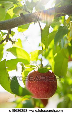 USA, New York State, Hudson, Apple growing on tree in orchard View Large Photo Image Stock Photo - USA, New York State, Hudson, Apple growing on tree in orchard. Fotosearch