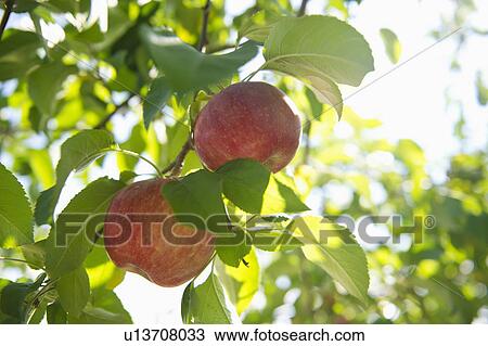 USA, New York State, Hudson, Apples growing on tree in orchard View Large Photo Image Stock Image - USA, New York State, Hudson, Apples growing on tree in orchard. Fotosearch