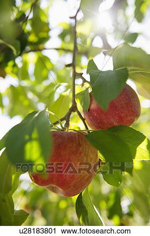 Stock Image - USA, New York State, Hudson, Apples growing on tree in orchard. Fotosearch