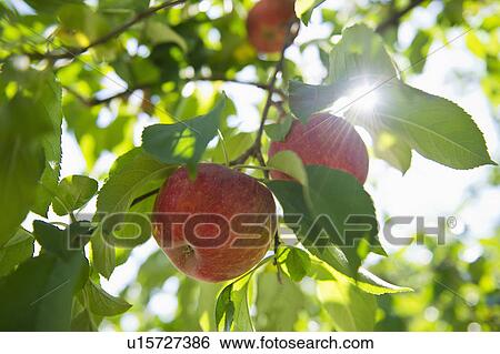 USA, New York State, Hudson, Apples growing on tree in orchard View Large Photo Image Stock Photograph - USA, New York State, Hudson, Apples growing on tree in orchard. Fotosearch