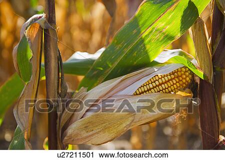 Stock Image - USA, New York State, Hudson, Corn cob growing in field. Fotosearch