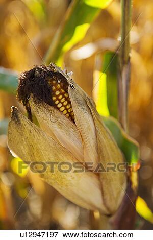 USA, New York State, Hudson, Corn cob growing in field View Large Photo Image Stock Photo - USA, New York State, Hudson, Corn cob growing in field. Fotosearch