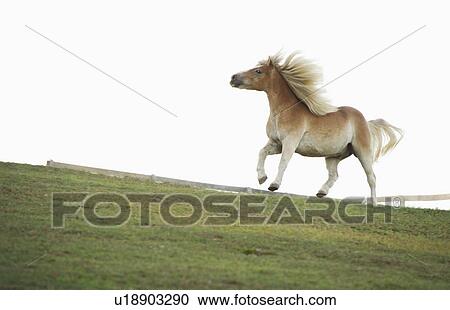 USA, New York State, Hudson, Horse running in field View Large Photo Image Stock Image - USA, New York State, Hudson, Horse running in field. Fotosearch
