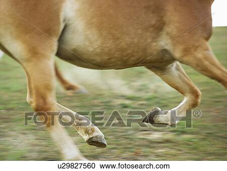 Stock Image - USA, New York State, Hudson, Horse running in field. Fotosearch