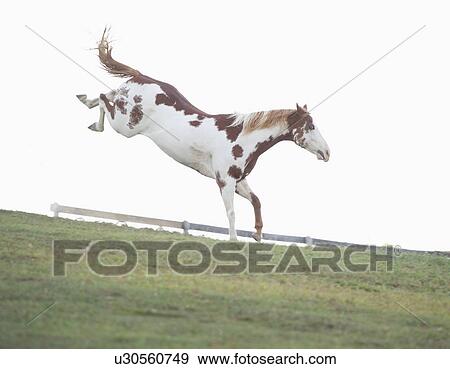 USA, New York State, Hudson, Horse jumping in field View Large Photo Image Stock Photo - USA, New York State, Hudson, Horse jumping in field. Fotosearch