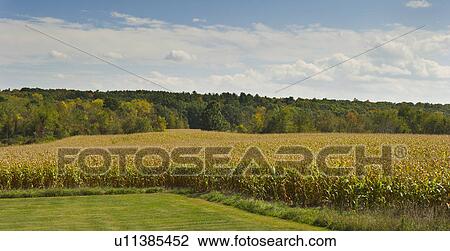 Stock Image - USA, New York State, Hudson, Maize growing in field. Fotosearch