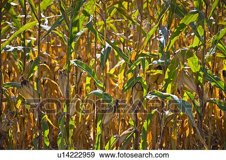 USA, New York State, Hudson, Maize growing in field View Large Photo Image Stock Photo - USA, New York State, Hudson, Maize growing in field. Fotosearch
