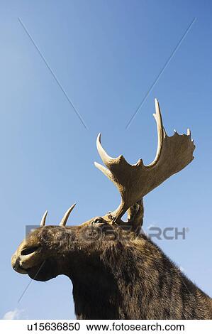 Stock Image - USA, New York State, Moose head against blue sky, low angle view. Fotosearch