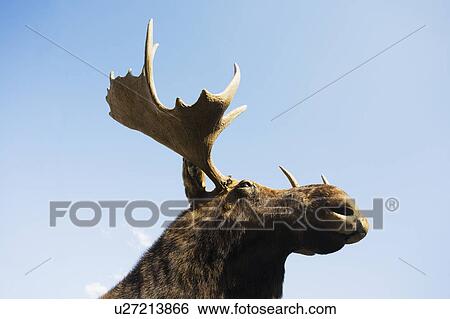 USA, New York State, Moose head against blue sky, low angle view View Large Photo Image Stock Photograph - USA, New York State, Moose head against blue sky, low angle view. Fotosearch