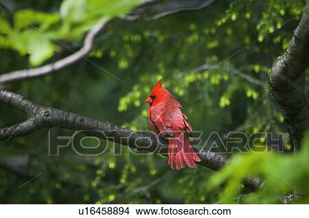 Picture - USA, Ohio, Cardinal on branch. Fotosearch