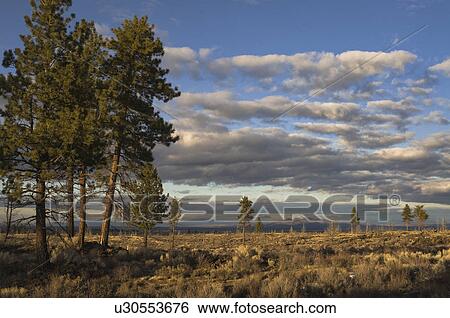 Stock Photograph - USA, Oregon, Desert Pines. Fotosearch