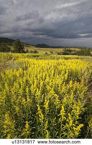 USA, South Dakota, Flowers and storm View Large Photo Image Stock Photo - USA, South Dakota, Flowers and storm. Fotosearch