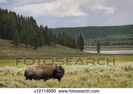 Stock Image - USA, Wyoming, Buffalo grazing on grass. Fotosearch