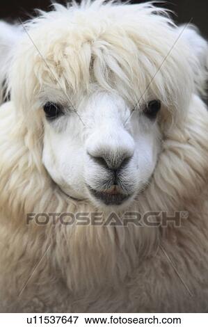 Stock Photo - Alpaca. Fotosearch