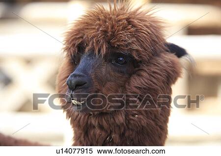 Stock Photography - Alpaca. Fotosearch