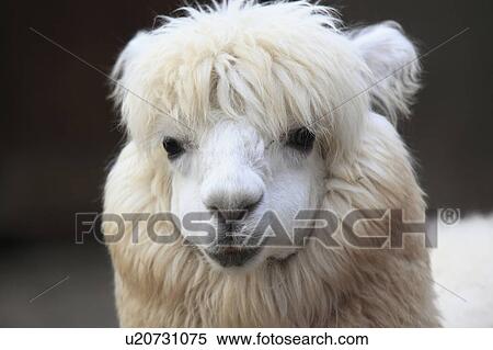 Stock Photography - Alpaca. Fotosearch