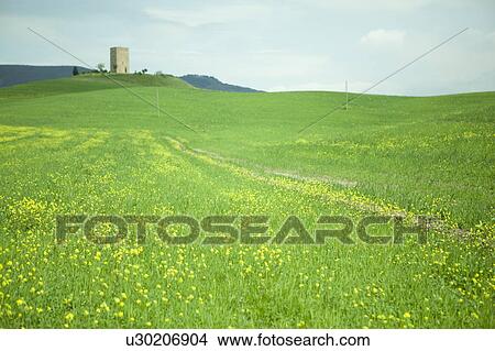 Architecture Hill Meadow Field Oilseed Rape View Large Photo Image Picture - Architecture Hill Meadow Field Oilseed Rape. Fotosearch