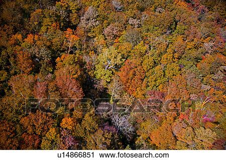 autumnal Forest View Large Photo Image Stock Image - autumnal Forest. Fotosearch