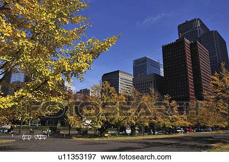 Autumnal Ginkgo Trees in Park View Large Photo Image Stock Photo - Autumnal Ginkgo Trees in Park. Fotosearch