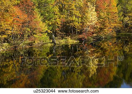 Picture - Autumnal Leaves Reflected in Lake. Fotosearch