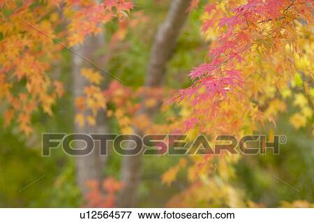 Stock Photo - Autumnal leaves. Fotosearch