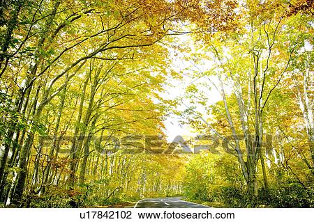 Autumnal Trees View Large Photo Image Stock Image - Autumnal Trees. Fotosearch