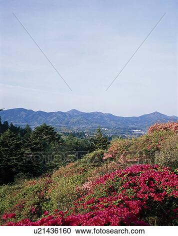 Azalea mountain park View Large Photo Image Stock Image - Azalea mountain park. Fotosearch