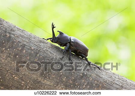 Beetle One Animal Climbing Tree Trunk Close-up View Large Photo Image Stock Image - Beetle One Animal Climbing Tree Trunk Close-up. Fotosearch