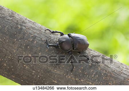 Beetle One Animal Climbing Tree Trunk Close-up View Large Photo Image Stock Photograph - Beetle One Animal Climbing Tree Trunk Close-up. Fotosearch