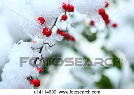 Berries in Snow View Large Photo Image Stock Photo - Berries in Snow. Fotosearch