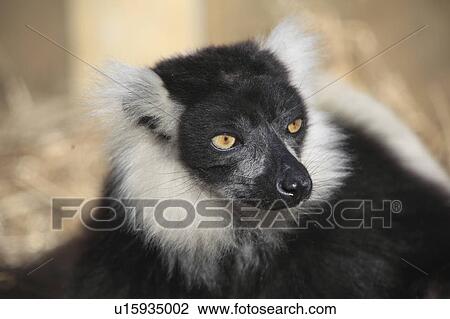 Stock Image - Black-and White Ruffed Lemur. Fotosearch