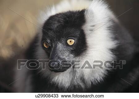 Stock Image - Black-and White Ruffed Lemur. Fotosearch