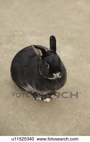 Black Rabbit View Large Photo Image Stock Image - Black Rabbit. Fotosearch