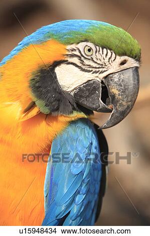 Picture - Blue-and-yellow Macaw. Fotosearch
