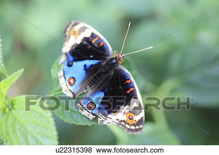 Stock Photo - Blue Pansy. Fotosearch