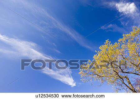Blue Sky and Tree View Large Photo Image Stock Image - Blue Sky and Tree. Fotosearch