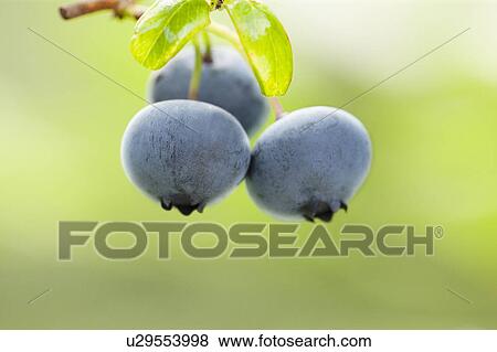 Blueberry Fruit Three Objects Close-up View Large Photo Image Stock Photo - Blueberry Fruit Three Objects Close-up. Fotosearch