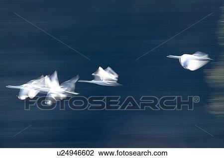 Stock Image - Blurred View of Swans Flying. Fotosearch