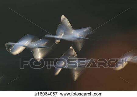 Blurred View of Swans Flying View Large Photo Image Stock Photo - Blurred View of Swans Flying. Fotosearch