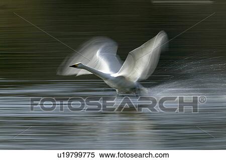 Stock Photography - Blurred View of Swans Flying. Fotosearch