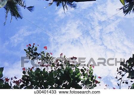 Stock Image - Branches and Sky. Fotosearch