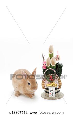 Brown Rabbit and Kadomatsu View Large Photo Image Stock Image - Brown Rabbit and Kadomatsu. Fotosearch
