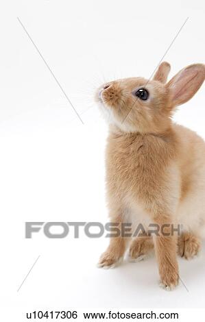 Brown Rabbit Looking Up View Large Photo Image Stock Photograph - Brown Rabbit Looking Up. Fotosearch
