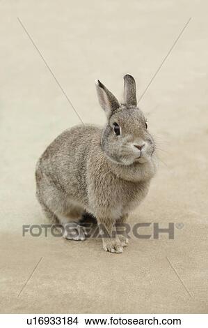 Brown Rabbit View Large Photo Image Picture - Brown Rabbit. Fotosearch