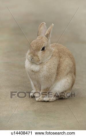Stock Image - Brown Rabbit. Fotosearch