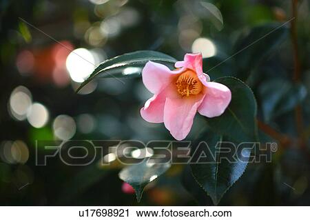 Camellia Flower View Large Photo Image Stock Image - Camellia Flower. Fotosearch
