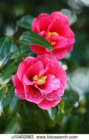 Stock Image - Camellia Flowers. Fotosearch