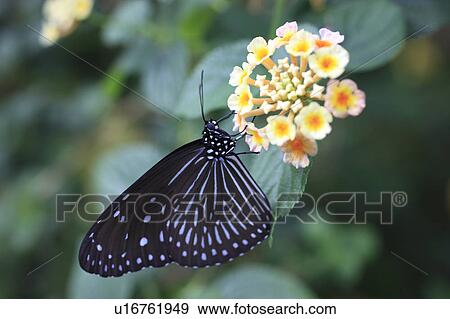 Ceylon Blue Glassy Tiger on Flower View Large Photo Image Stock Photo - Ceylon Blue Glassy Tiger on Flower. Fotosearch