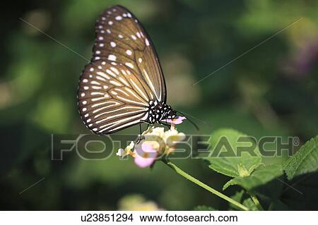 Ceylon Blue Glassy Tiger on Lantana Flower View Large Photo Image Picture - Ceylon Blue Glassy Tiger on Lantana Flower. Fotosearch