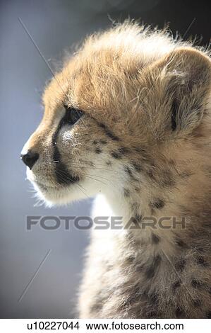Picture - Cheetah Cub. Fotosearch